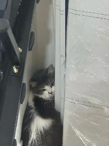 tenant was evicted left her four cats