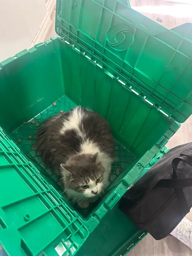 tenant was evicted left her four cats - Photo 2