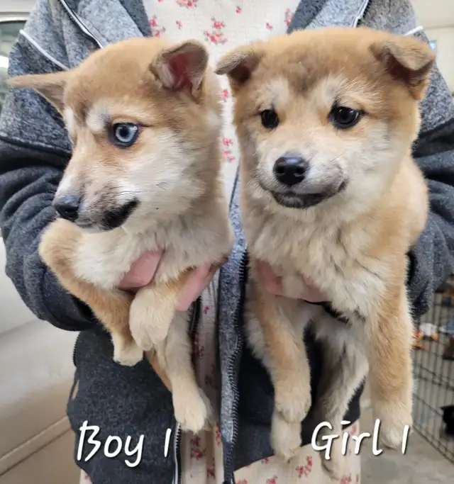 Sweet Pomsky/Shiba Inu puppies