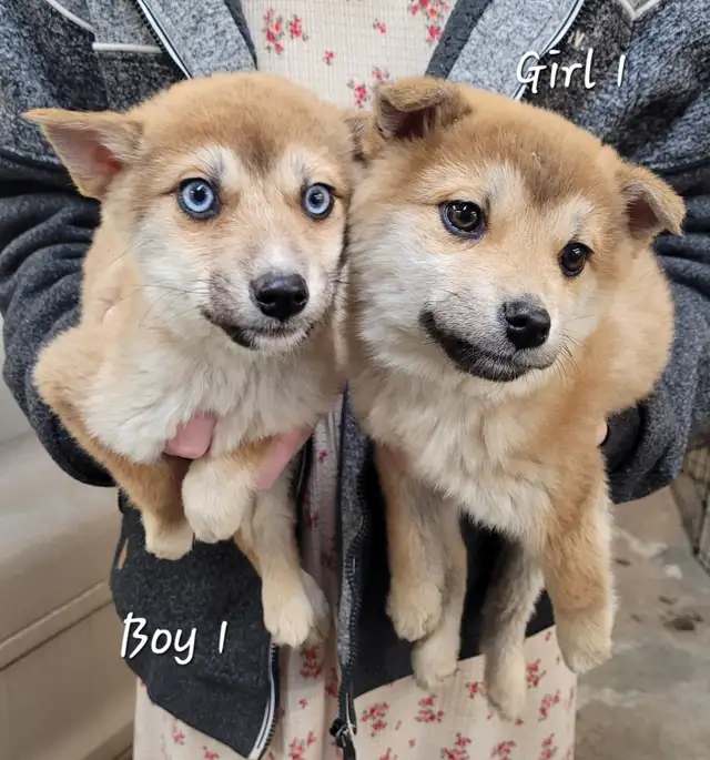 Sweet Pomsky/Shiba Inu puppies - Photo 2