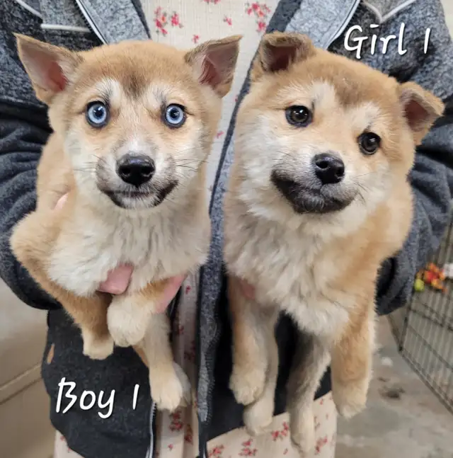 Sweet Pomsky/Shiba Inu puppies - Photo 3