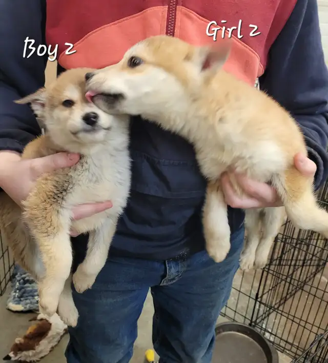 Sweet Pomsky/Shiba Inu puppies - Photo 4