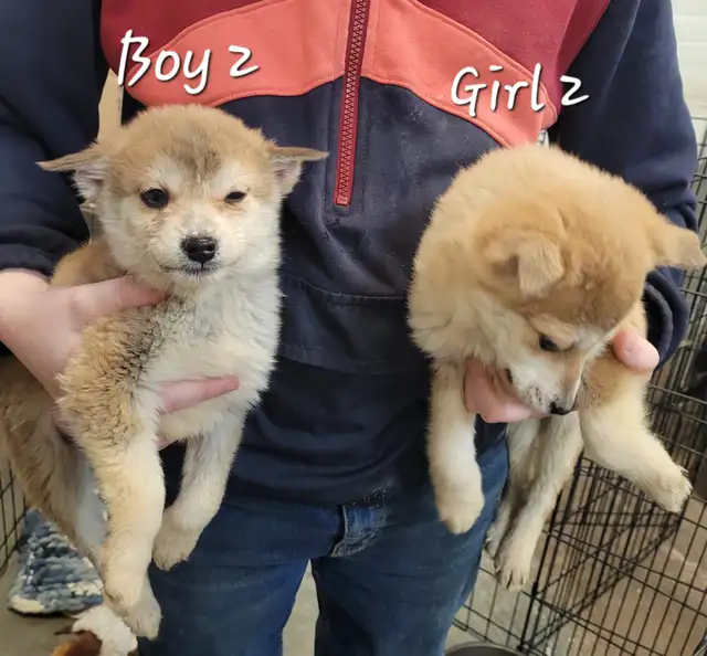 Sweet Pomsky/Shiba Inu puppies - Photo 5