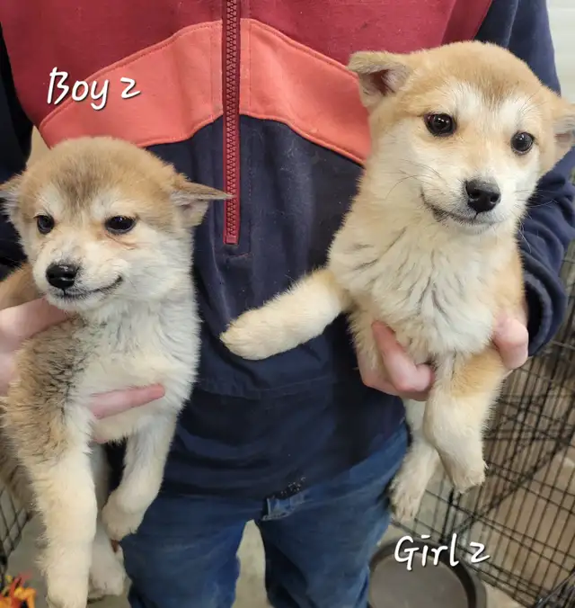 Sweet Pomsky/Shiba Inu puppies - Photo 6