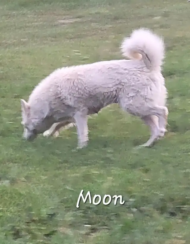 Sweet Pomsky/Shiba Inu puppies - Photo 7