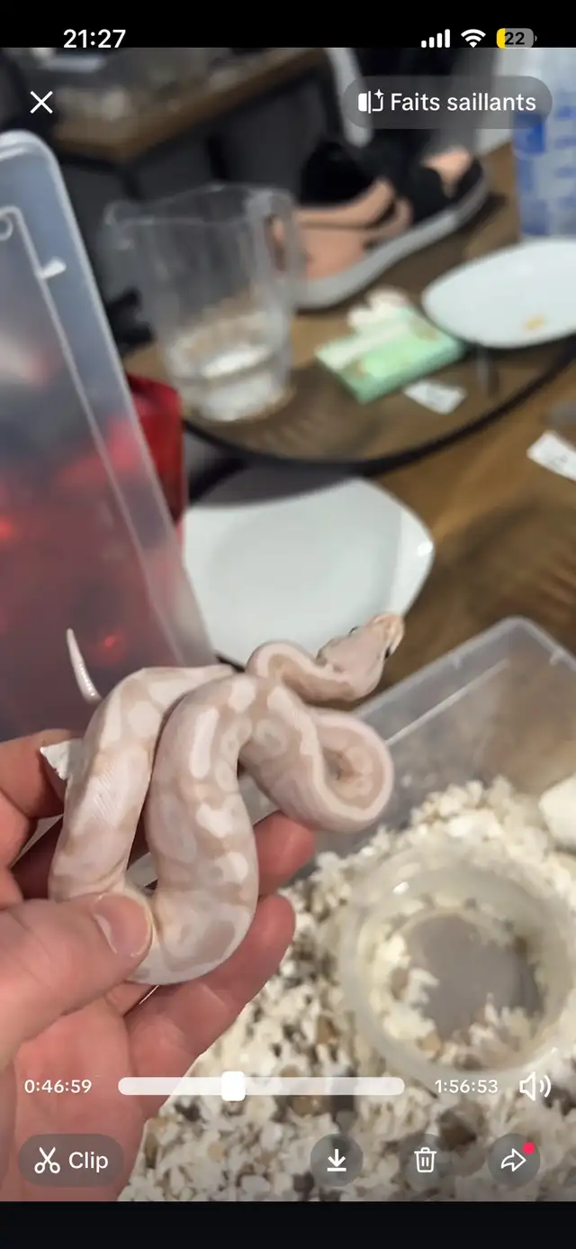 python royal avec equipements