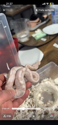 python royal avec equipements