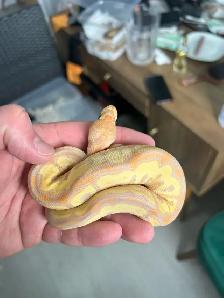 python royal avec equipements - Photo 3