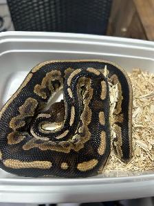 python royal avec equipements - Photo 6