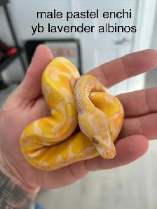 python royal avec equipements - Photo 10