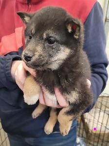 Gorgeous Shiba Inu puppy
