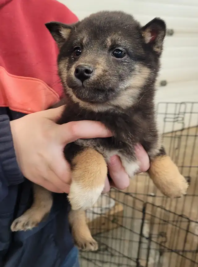 Gorgeous Shiba Inu puppy - Photo 2