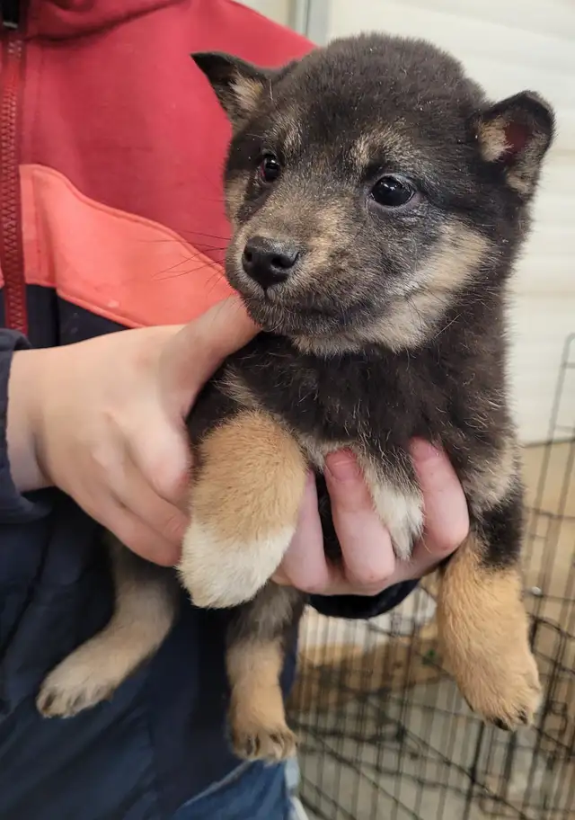 Gorgeous Shiba Inu puppy - Photo 3