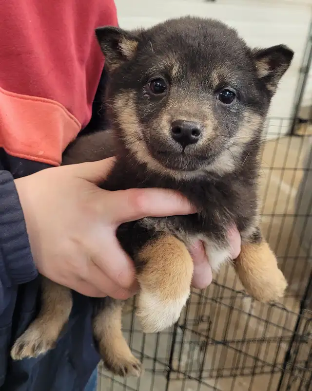 Gorgeous Shiba Inu puppy - Photo 4