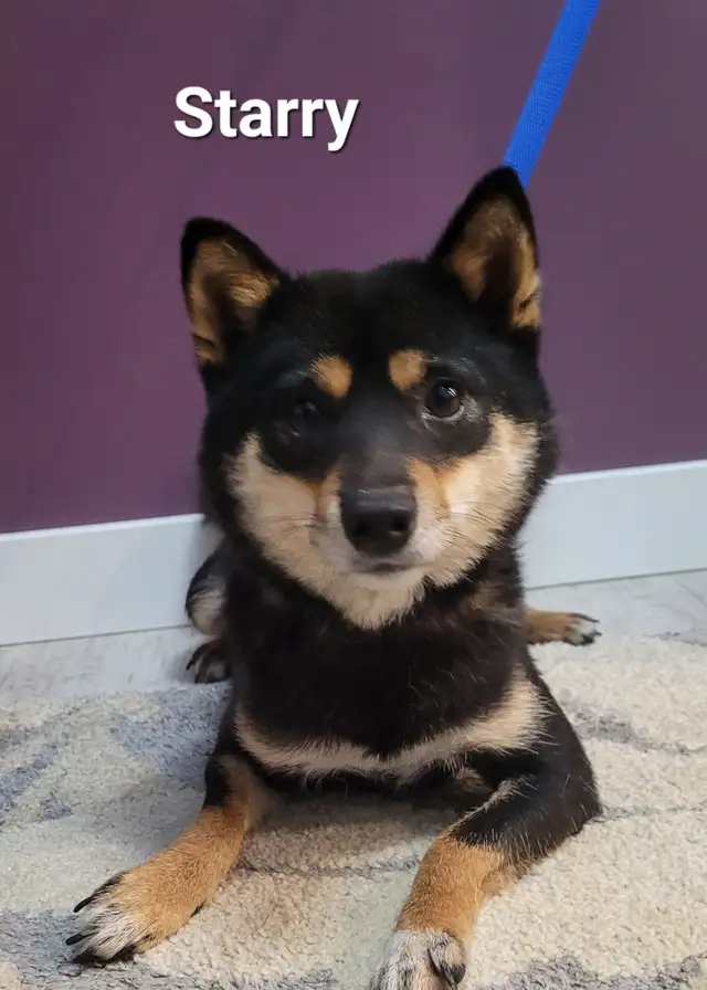 Gorgeous Shiba Inu puppy - Photo 5