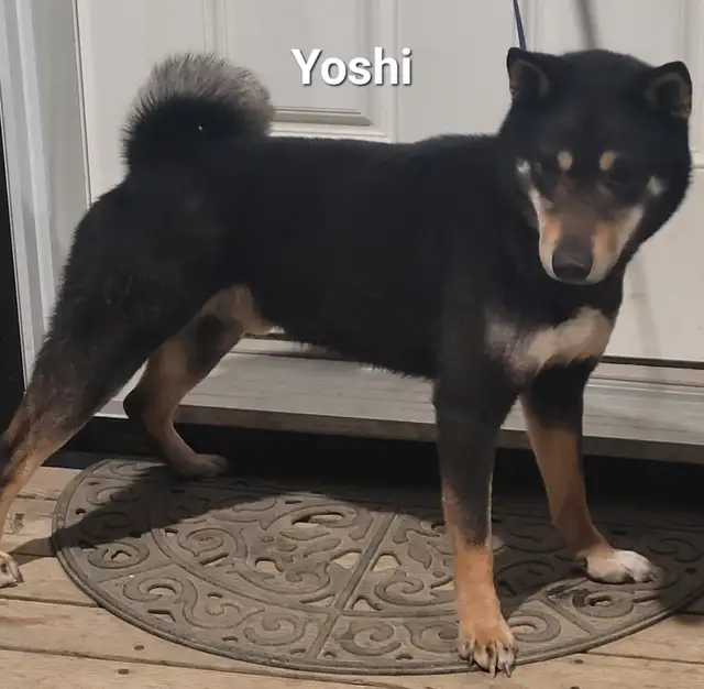 Gorgeous Shiba Inu puppy - Photo 6