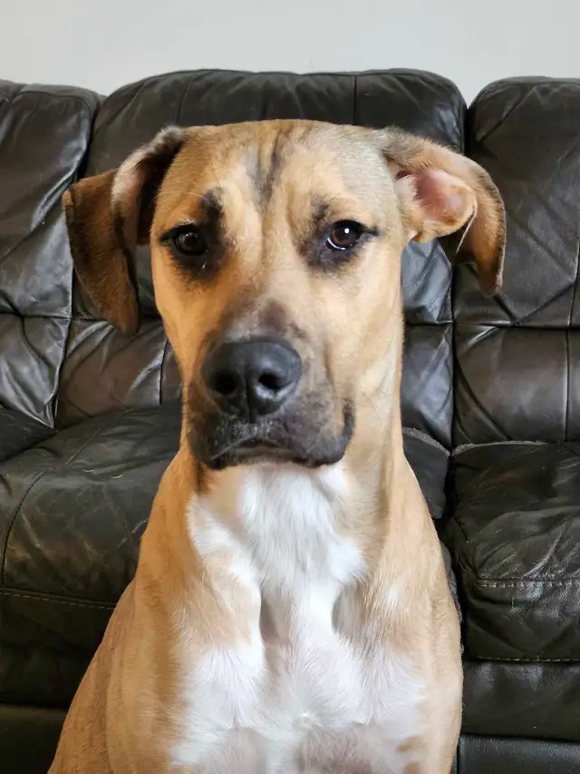 Dog for Rehoming - Photo 2