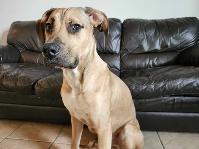 Dog for Rehoming - Photo 3