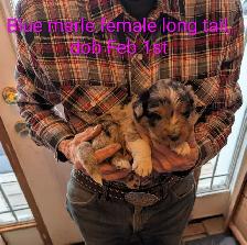 Home Raised Standard Australian Shepherd puppies