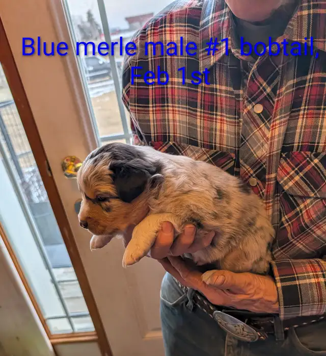 Home Raised Standard Australian Shepherd puppies - Photo 3