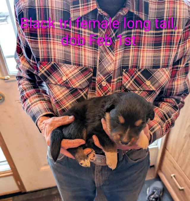 Home Raised Standard Australian Shepherd puppies - Photo 4