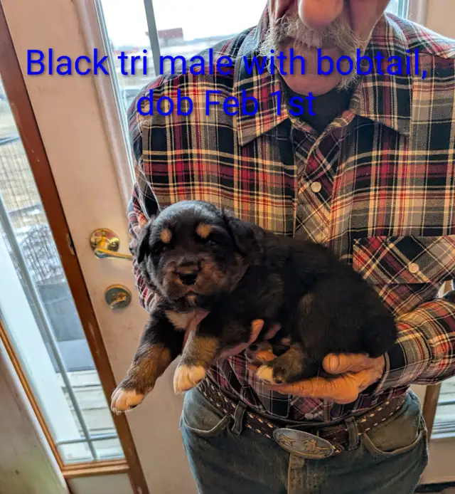 Home Raised Standard Australian Shepherd puppies - Photo 5