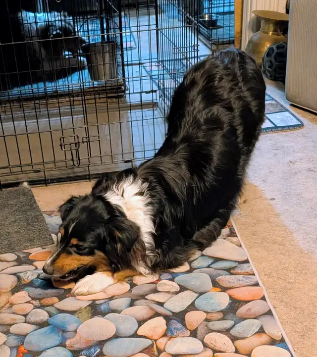 Home Raised Standard Australian Shepherd puppies - Photo 6