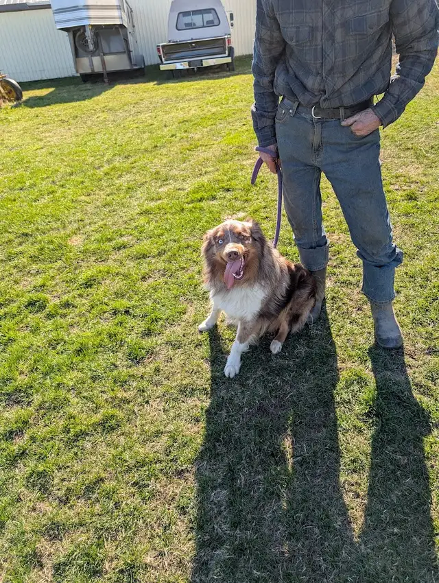 Home Raised Standard Australian Shepherd puppies - Photo 7