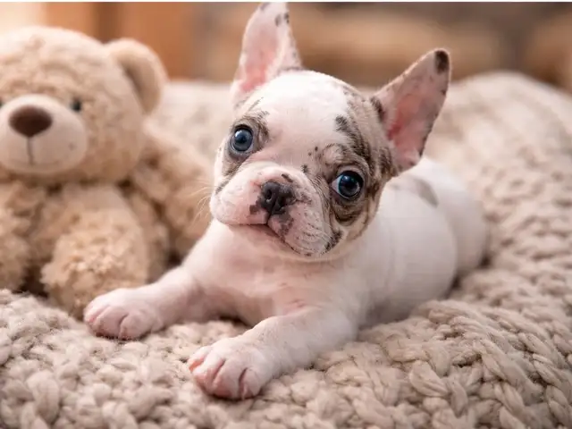 French Bulldog puppies ready to go.