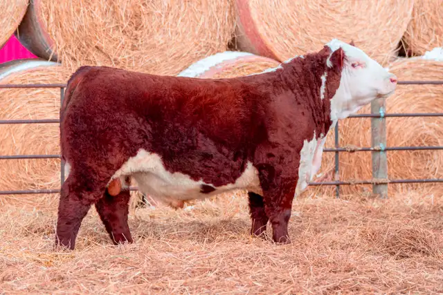 Polled Hereford Bulls for Sale