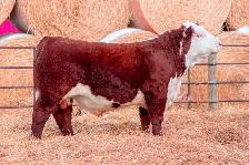 Polled Hereford Bulls for Sale