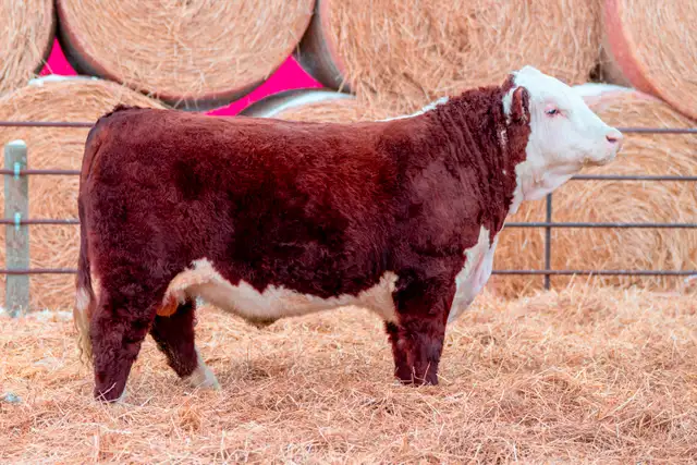 Polled Hereford Bulls for Sale - Photo 2