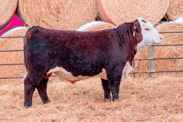 Polled Hereford Bulls for Sale - Photo 3