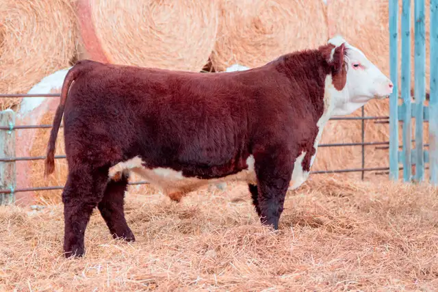 Polled Hereford Bulls for Sale - Photo 4