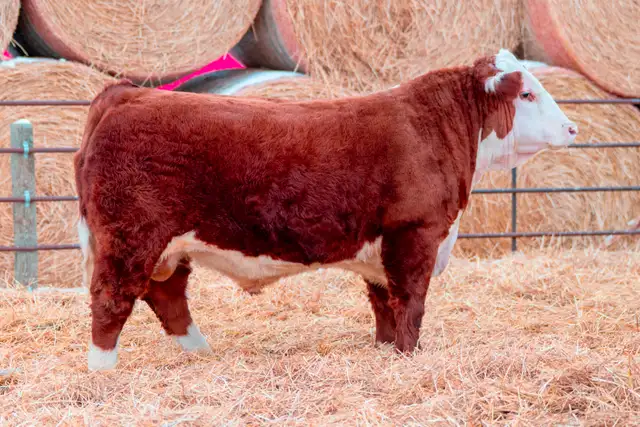 Polled Hereford Bulls for Sale - Photo 5
