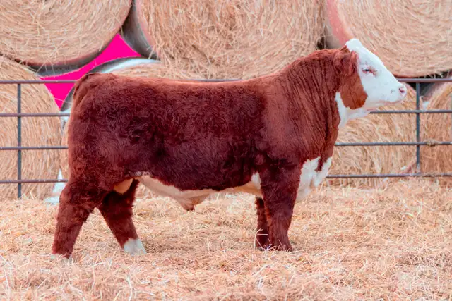 Polled Hereford Bulls for Sale - Photo 6