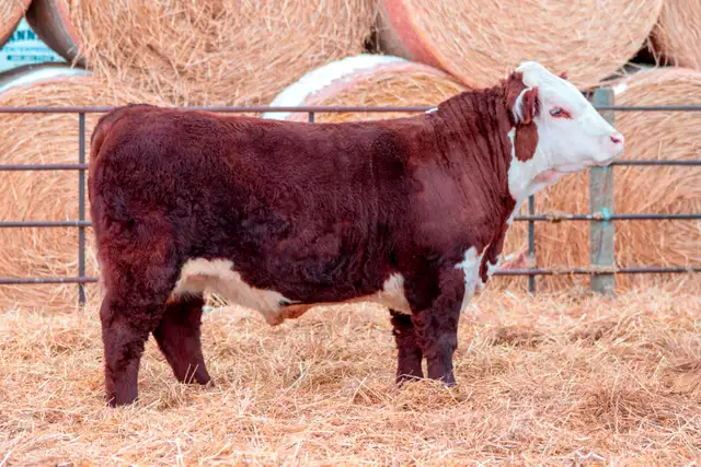 Polled Hereford Bulls for Sale - Photo 7