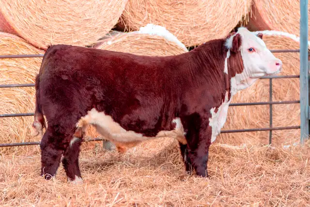 Polled Hereford Bulls for Sale - Photo 8