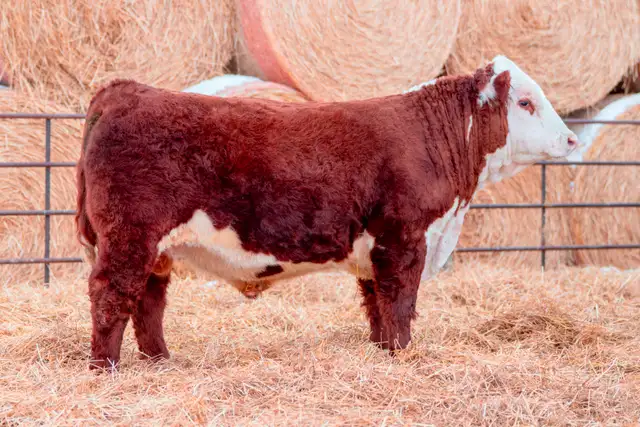 Polled Hereford Bulls for Sale - Photo 9