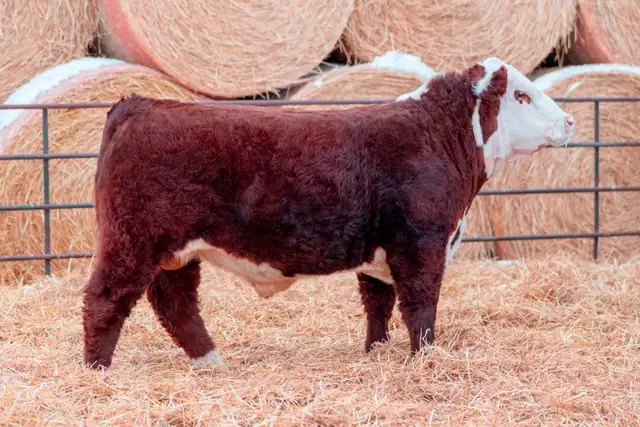 Polled Hereford Bulls for Sale - Photo 10