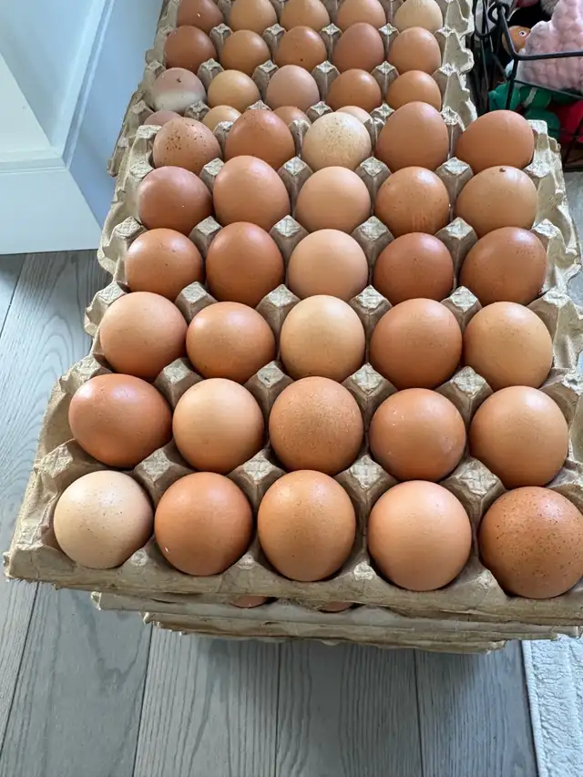 farm fresh eggs medium size