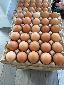 farm fresh eggs medium size