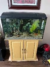 Aquariums: 3 galons, 10 gallons et 30 gallons