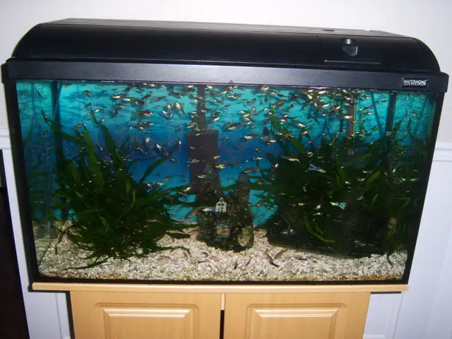 Aquariums: 3 galons, 10 gallons et 30 gallons - Photo 2