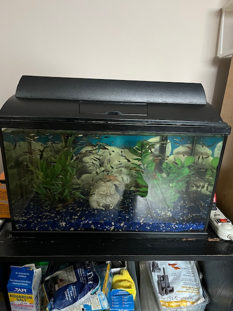 Aquariums: 3 galons, 10 gallons et 30 gallons - Photo 3
