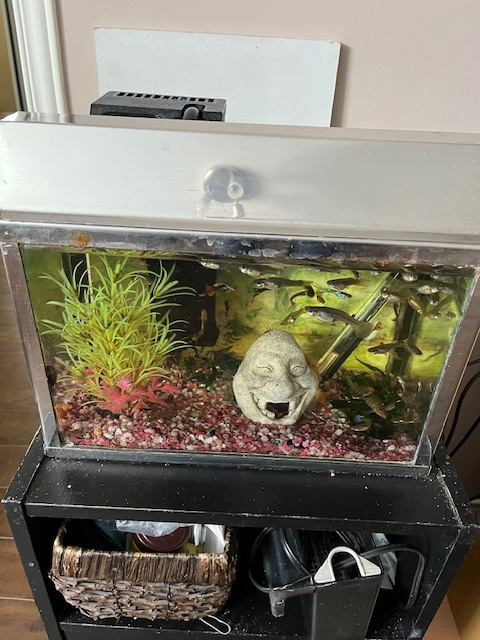 Aquariums: 3 galons, 10 gallons et 30 gallons - Photo 4