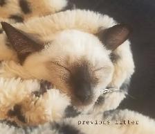 2 Siamese girls left