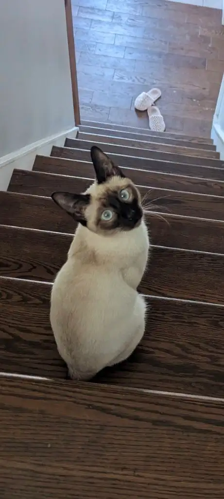 2 Siamese girls left - Photo 2