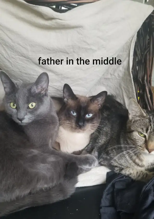 2 Siamese girls left - Photo 5