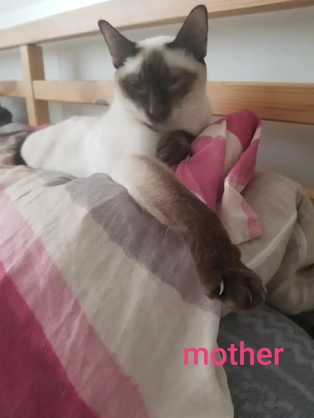 2 Siamese girls left - Photo 6